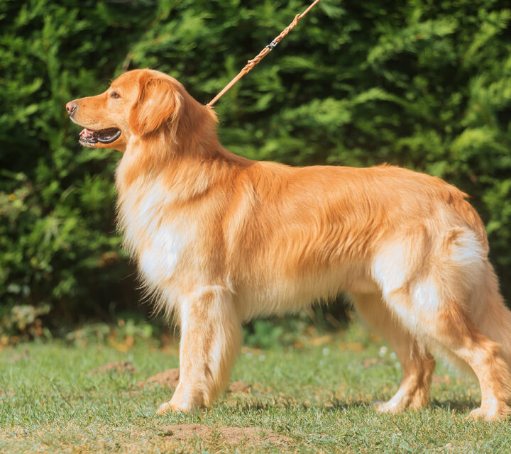 Blond pies rasy hovawart.