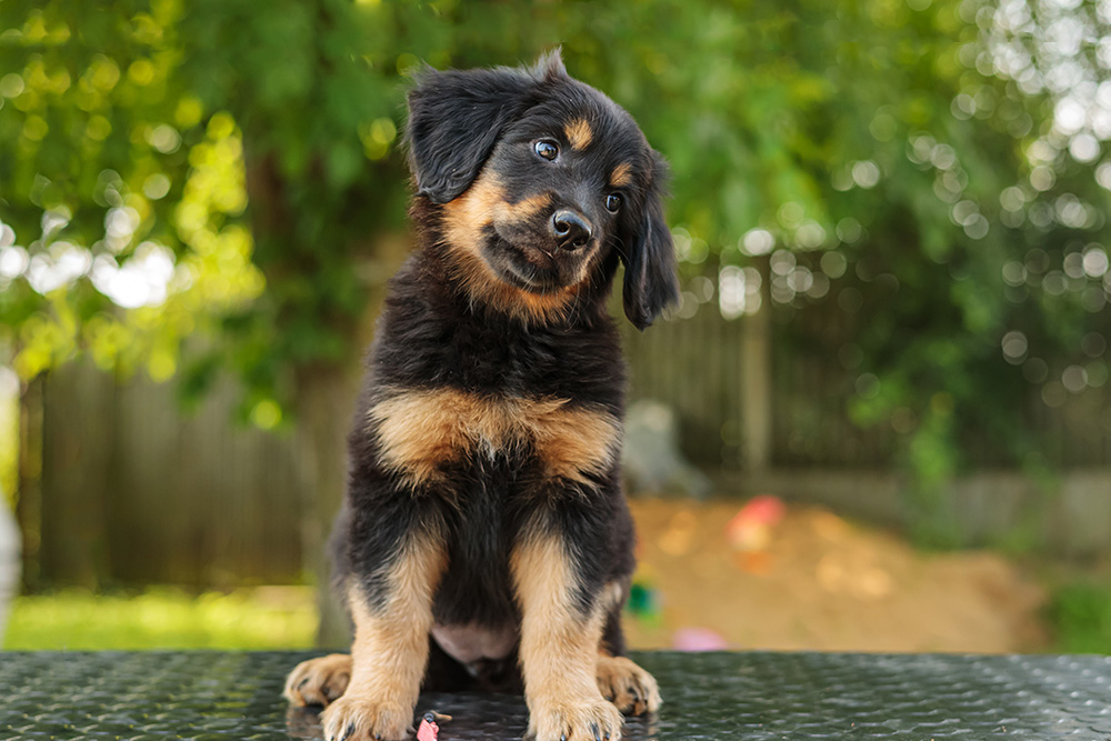 Inteligencja hovka – badania