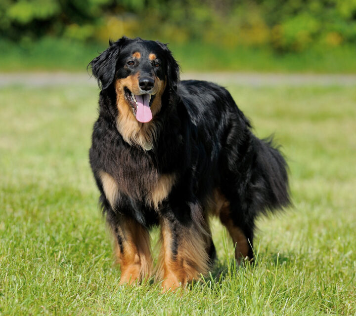 Pies rasy hovawart podpalany.