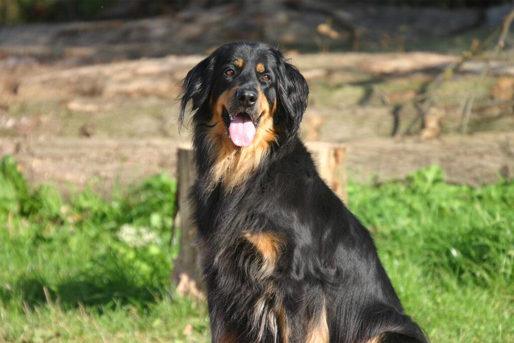 Suka rasy hovawart podpalana.