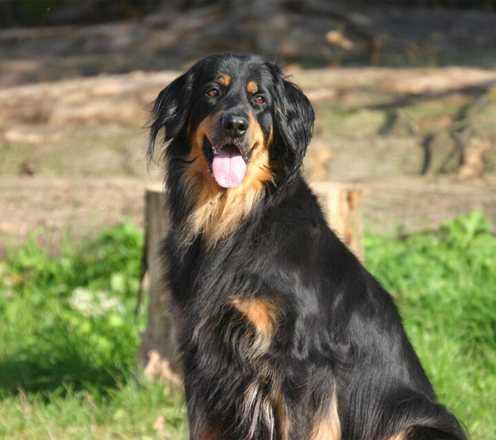 Suka rasy hovawart podpalana.