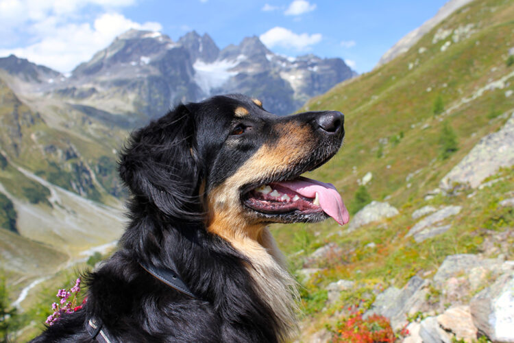 Hovawart – pies, który wie lepiej od ciebie