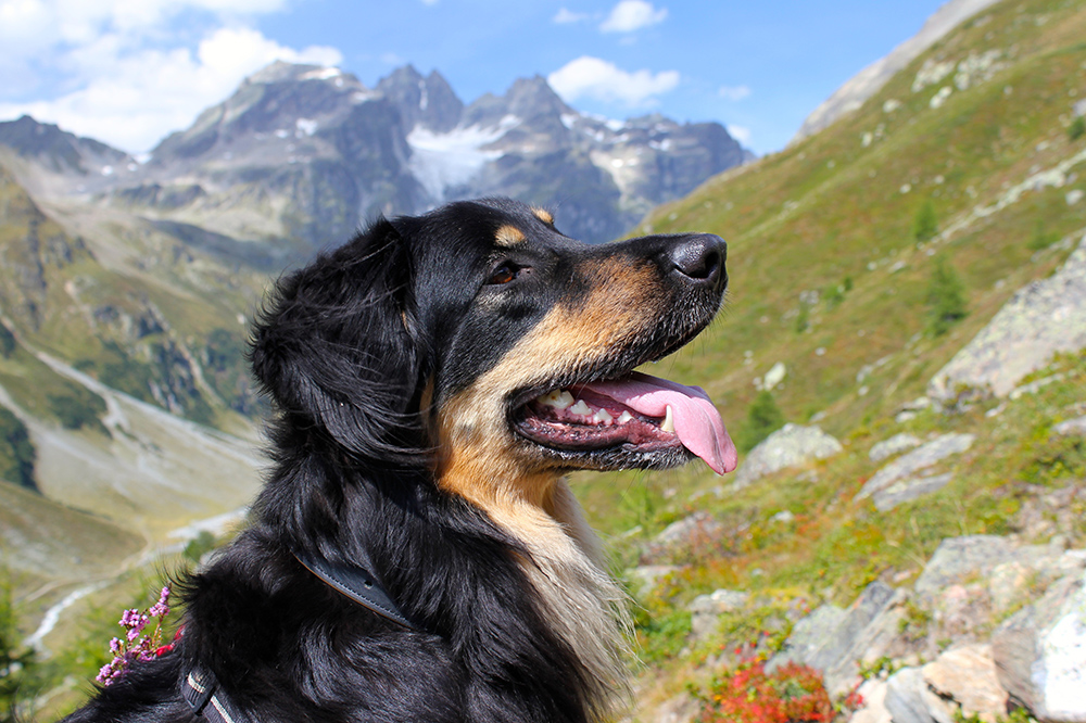 Hovawart – pies, który wie lepiej od ciebie