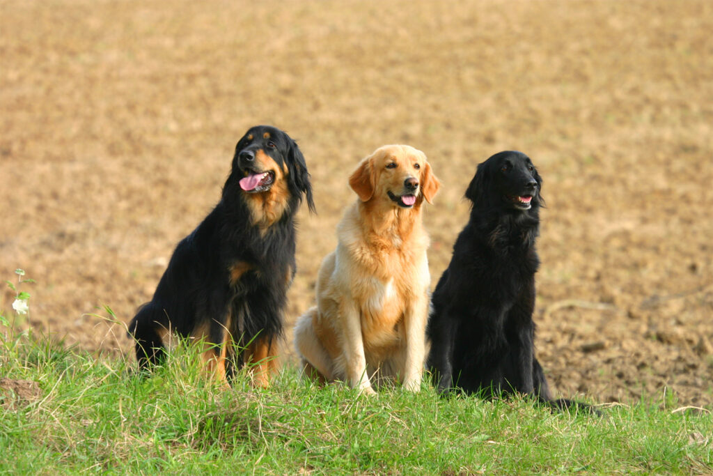 Trzy psy hovawart w różnych umaszczeniach.