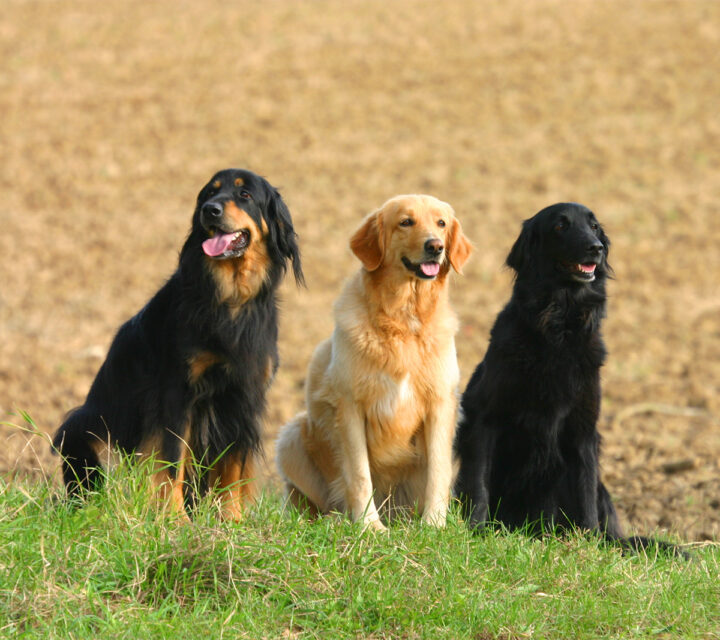 Trzy psy hovawart w różnych umaszczeniach.