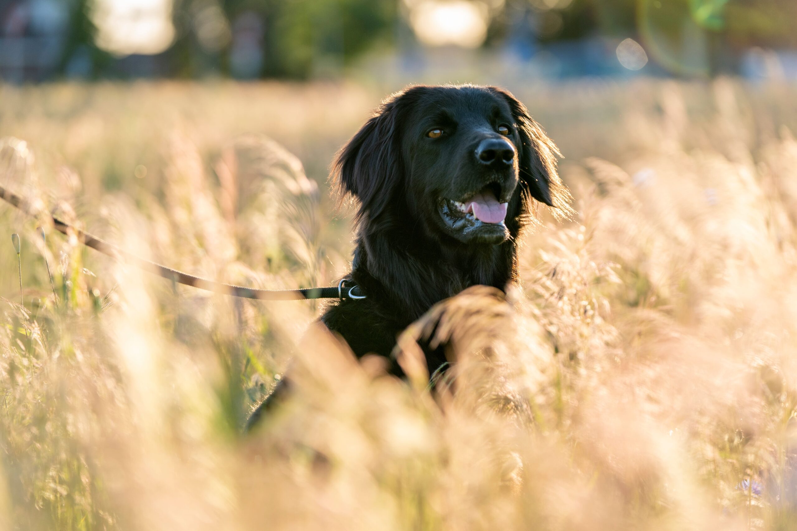 Aforyzmy hovka: Na każdy dzień treningu (i życia)