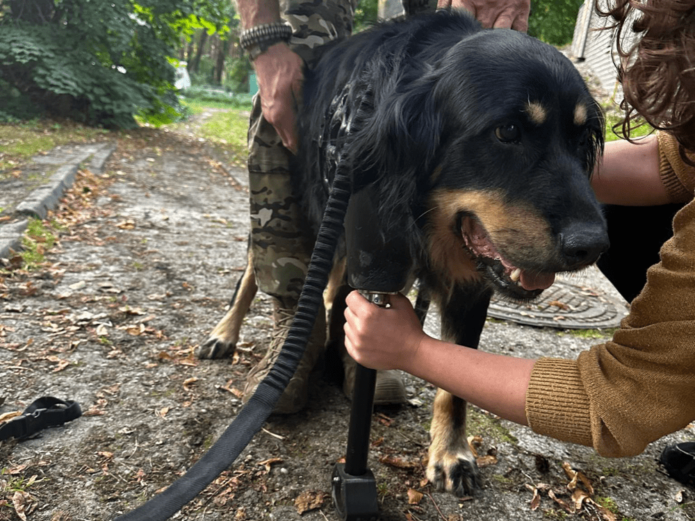 Baribal – trójnogi olbrzym z ogromnym sercem