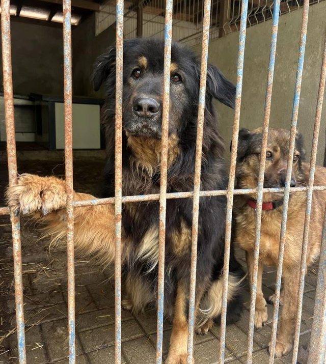 Dragon – spokojny olbrzym, który uczy się znowu ufać